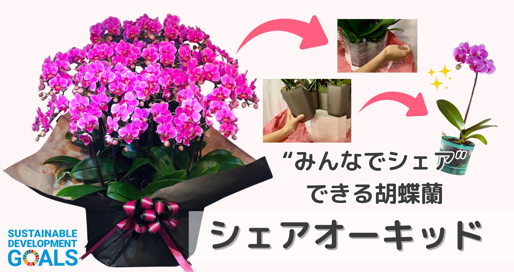 ミラブルエイジングシリーズ　サイエンス公式ショップ楽天市場店